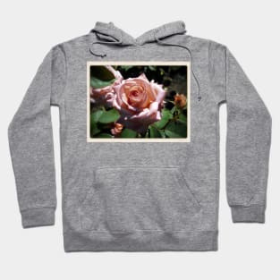 Pale Pink Rose Garden Hoodie